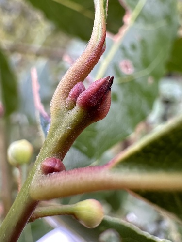 Laurus nobilis
