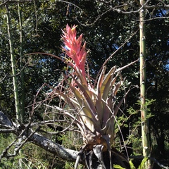 Tillandsia bourgaei