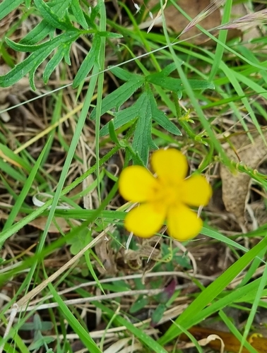 Image of Ranunculus lappaceus by no rights reserved