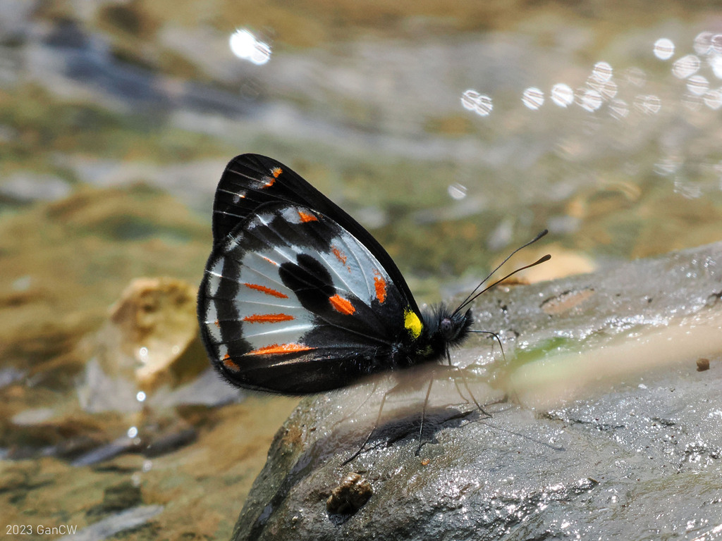 Delias argentata