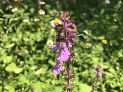 Stachys agraria