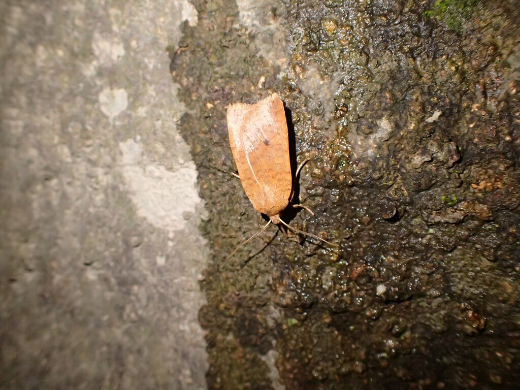 ホシオビキリガの黒点型