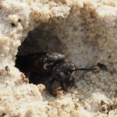 Sphecodes albilabris