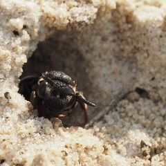 Sphecodes albilabris