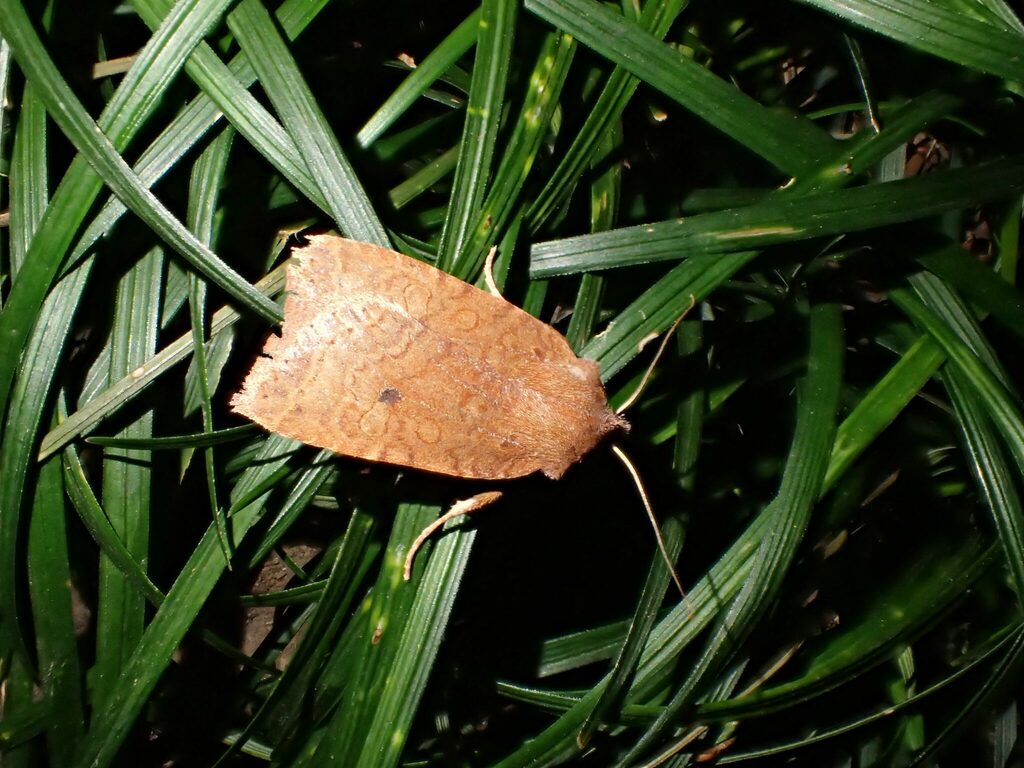 街灯に来たカシワオビキリガ
