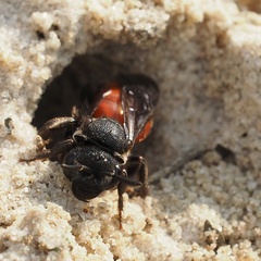 Sphecodes albilabris