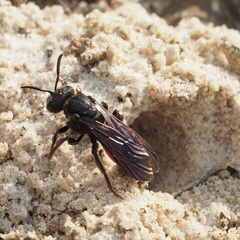 Sphecodes albilabris