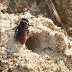 Sphecodes albilabris