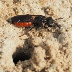 Sphecodes albilabris