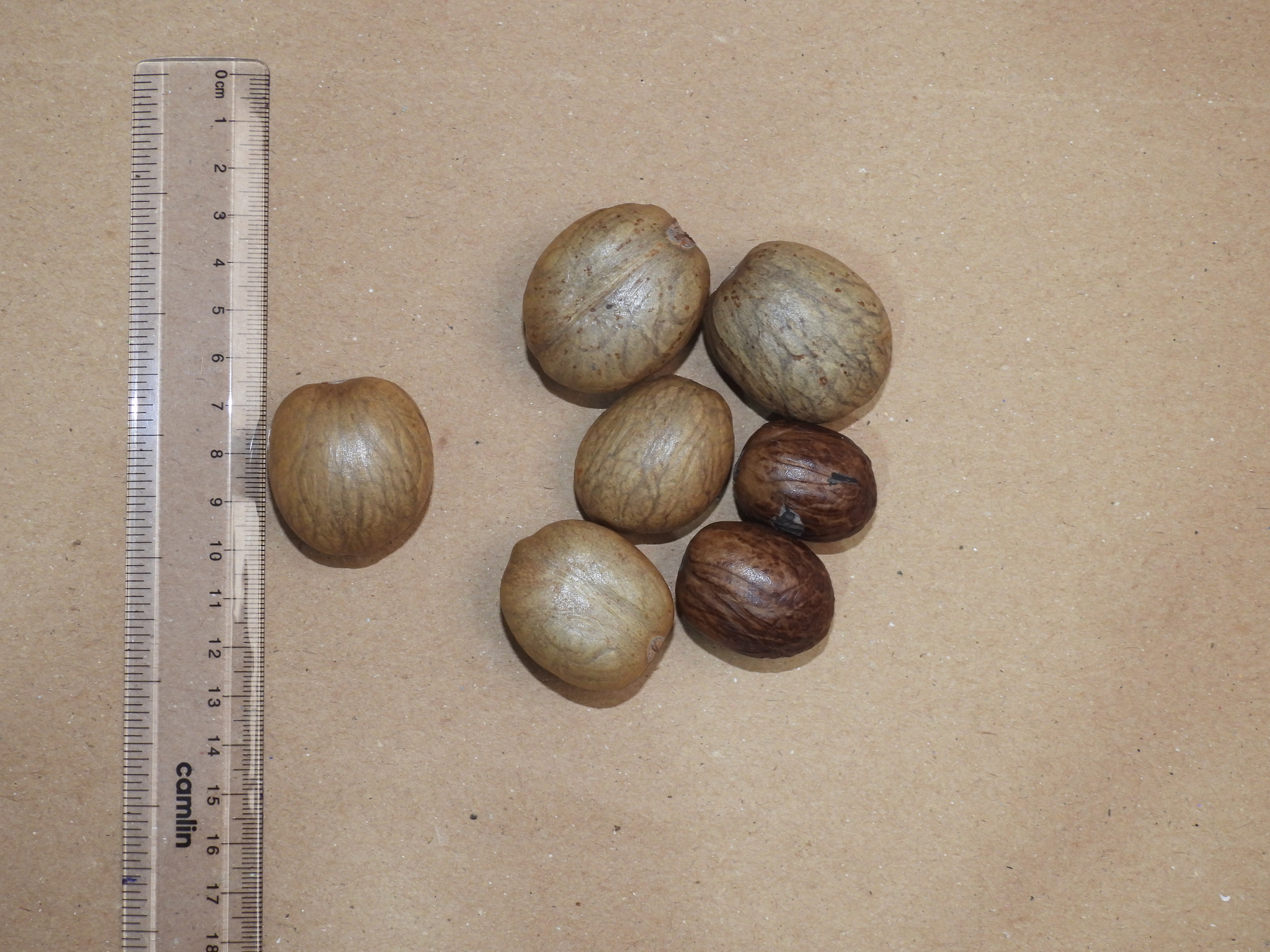 Bitter Nutmeg (Myristica beddomei)