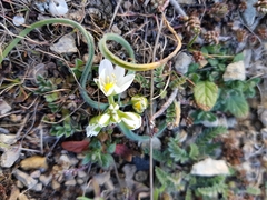 Ornithogalum fimbriatum