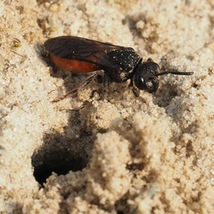 Sphecodes albilabris