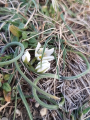 Ornithogalum fimbriatum