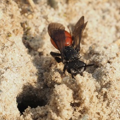 Sphecodes albilabris