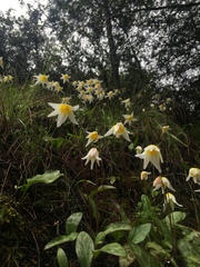 Erythronium helenae