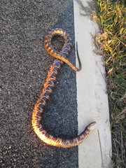 Nerodia sipedon williamengelsi