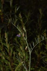 Lathyrus clymenum