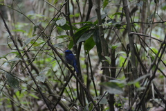 Niltava macgrigoriae