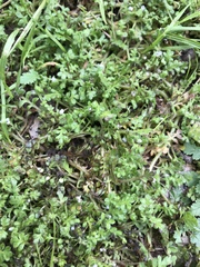 Nemophila parviflora