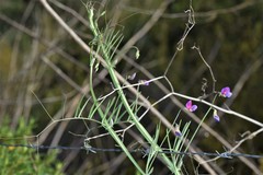 Lathyrus clymenum