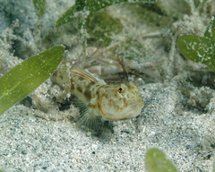 Hawaiian Shrimpgoby photo 3