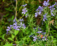 Phlox divaricata laphamii