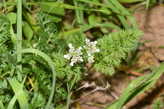 Scandix pecten-veneris