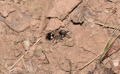 Ronisia barbarula