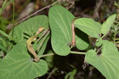 Aristolochia paucinervis