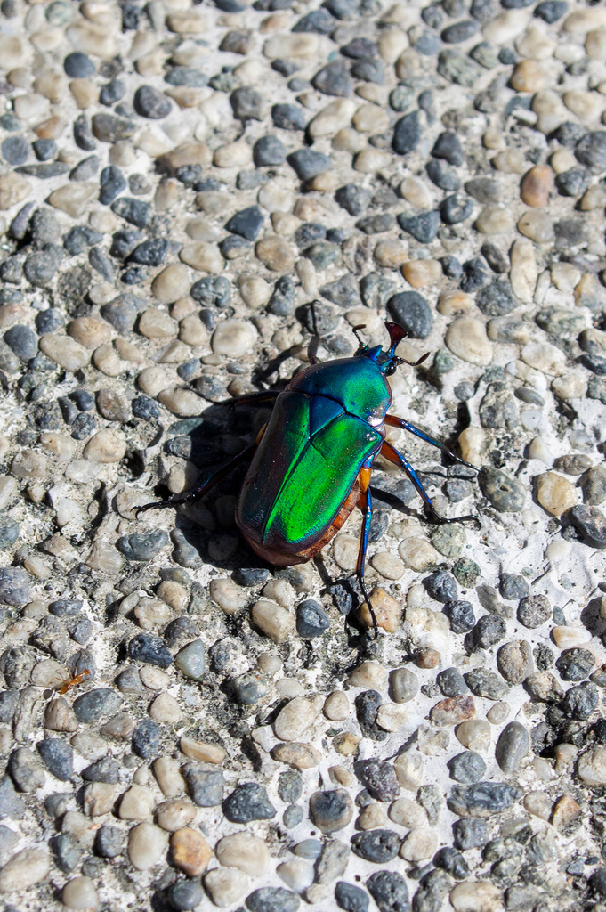 Goliath Beetles, Drone Beetles, and Allies from 954台灣台東縣卑南鄉富野溫泉休閒會館 on ...