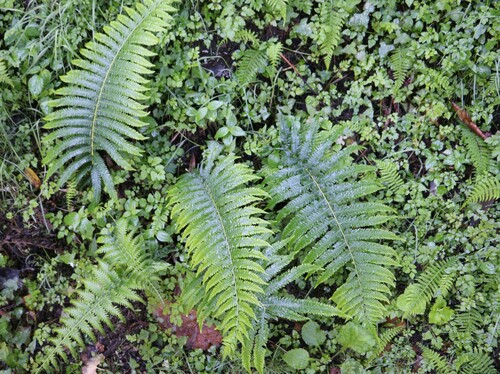 Thelypteris esquirolii iNat (1)