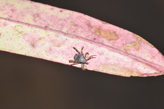 Hyalomma