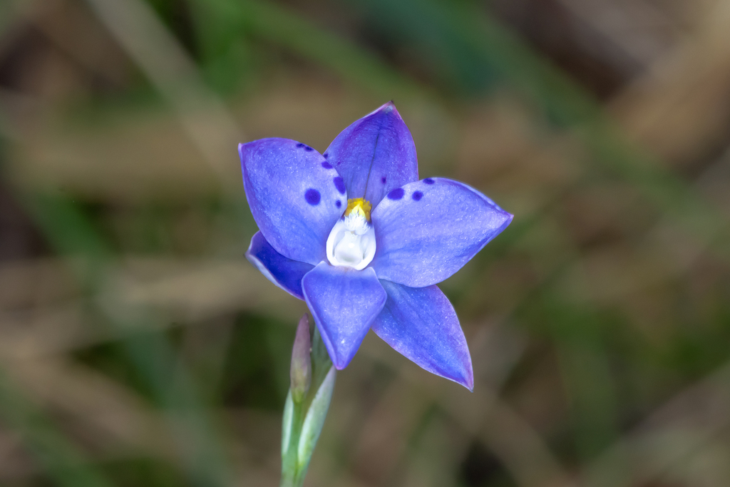 Thelymitra juncifolia