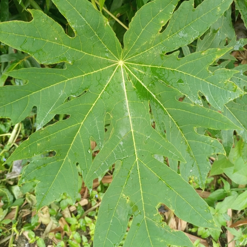 Papaya