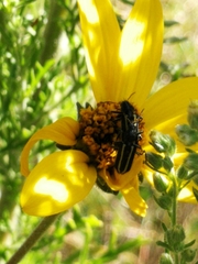 Astylus vittaticollis