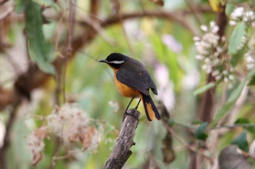 Rüppell's Robin-Chat