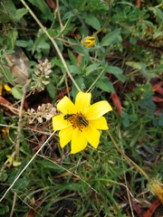 Astylus vittaticollis