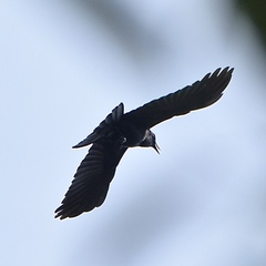 Corvus brachyrhynchos