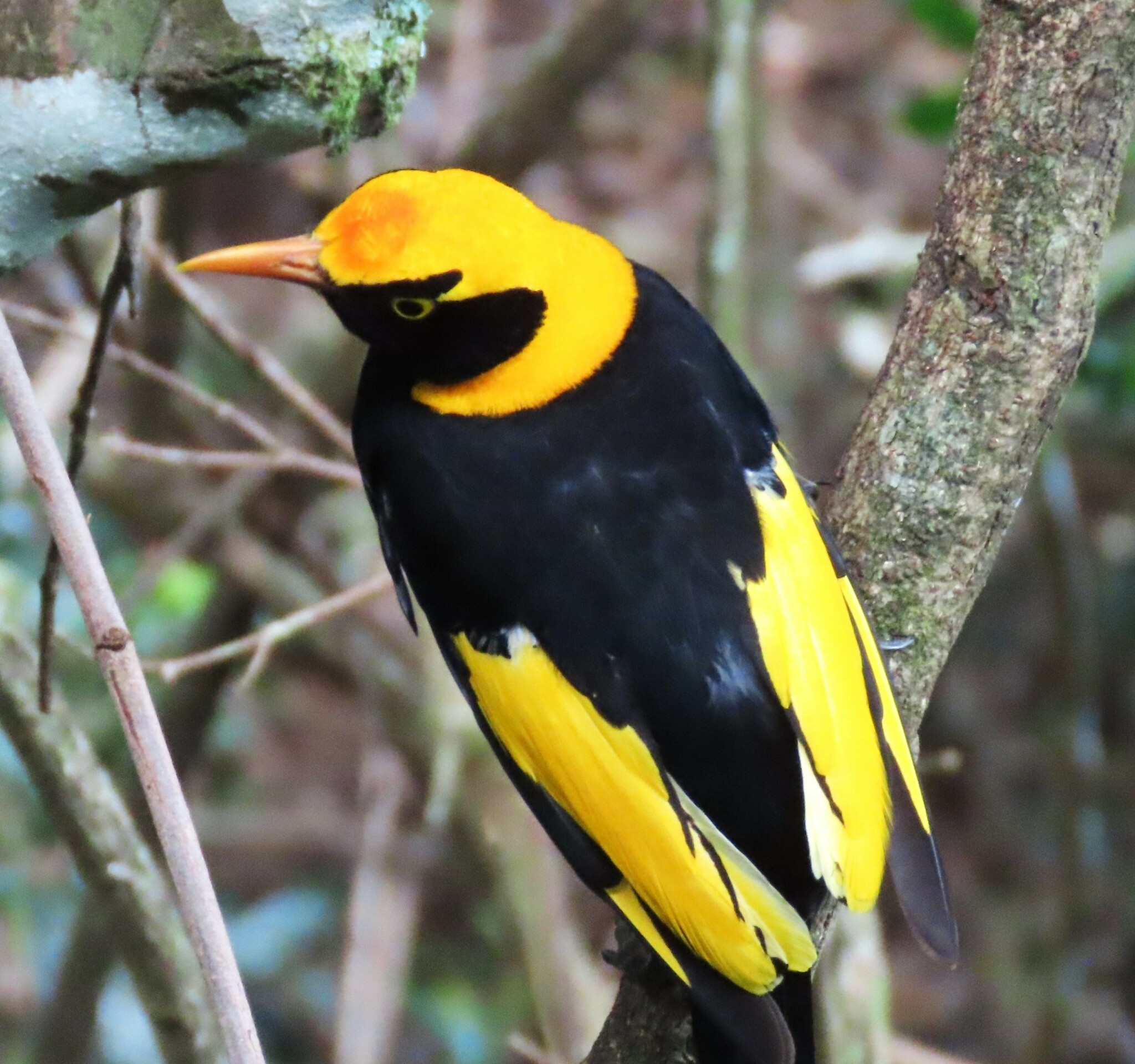 Regent Bowerbird illustration