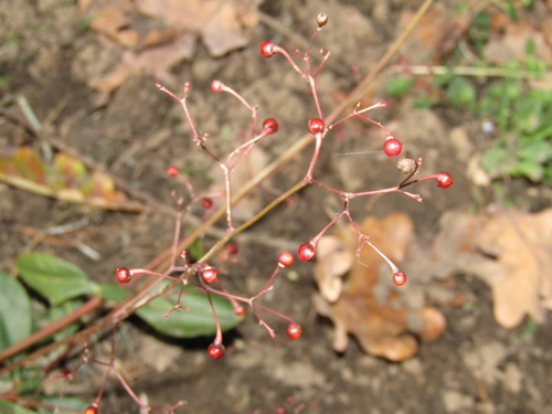 Talinum paniculatum