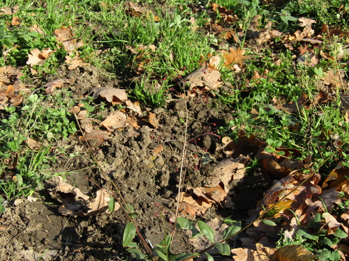 Talinum paniculatum