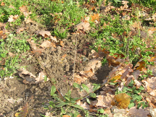 Talinum paniculatum
