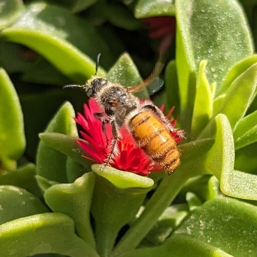 Micromeriella aureola
