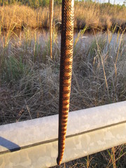 Nerodia sipedon williamengelsi