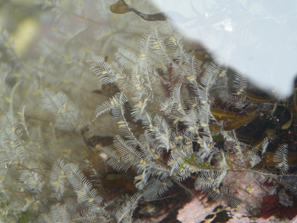 stinging hydroid