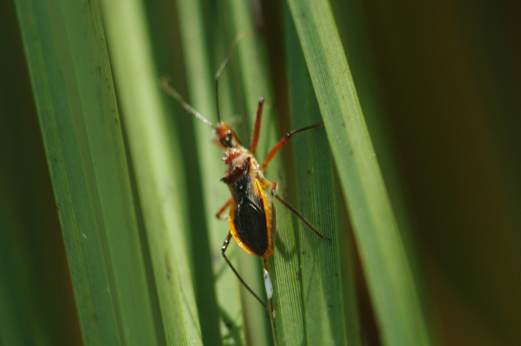 Orange Assassin Bug from Perth WA, Australia on October 30, 2023 at 01: ...