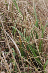 Muehlenbeckia complexa complexa