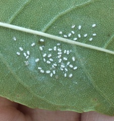 Siphoninus phillyreae