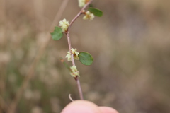 Muehlenbeckia complexa complexa