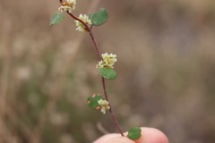 Muehlenbeckia complexa complexa